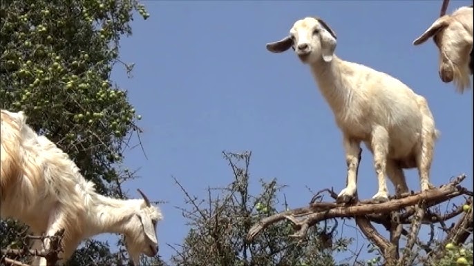 Goat standing in a tree